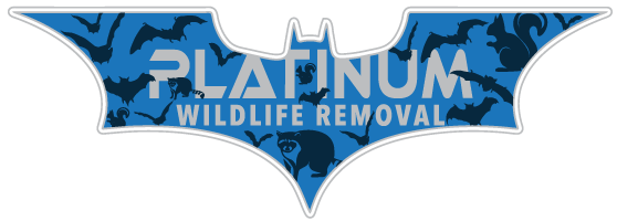 Isabella County Wildlife Removal